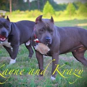 Meet your Posher, Ronald